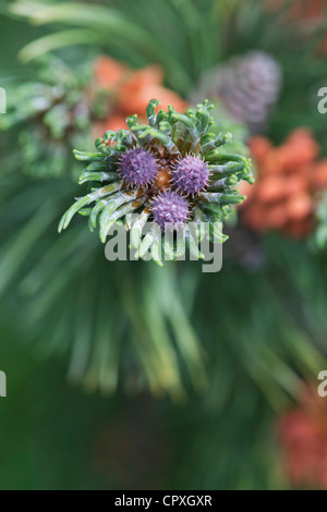 Pinus mugo. Swiss Mountain ou pin mugo Pine Banque D'Images