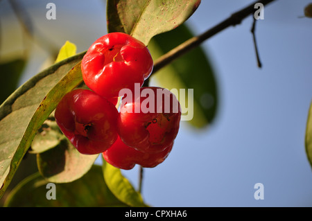 Fruit de jambu Banque D'Images