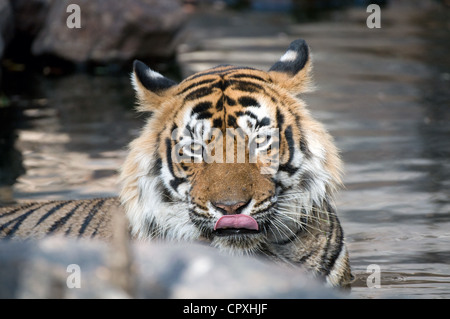 Tigre mâle de lécher le nez Banque D'Images