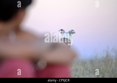 Jeune femme avec son chien dans la nature, au coucher du soleil Banque D'Images