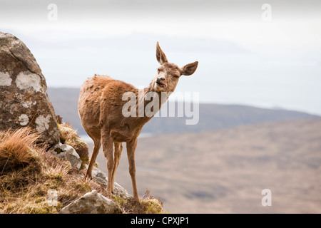 Un Red Deer, Cervus elaphus sur les Cuillin Ridge de l'île de Skye, Écosse, Royaume-Uni, au-dessus de Glen cassante. Banque D'Images