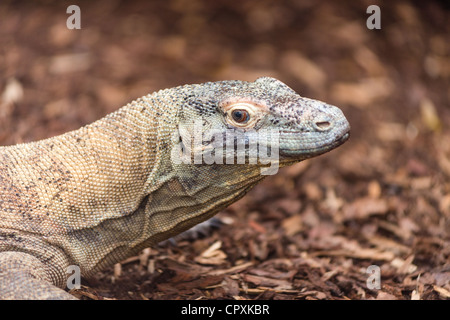 Dragon de Komodo, Varanus komodoensis. Banque D'Images