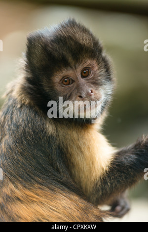 Singe capucin touffetée (Sapajus) avec expression apella chauds. Banque D'Images