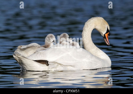 Cygne muet, Cygnus olor, femme avec les jeunes à l'arrière, Londres, mai 2012 Banque D'Images