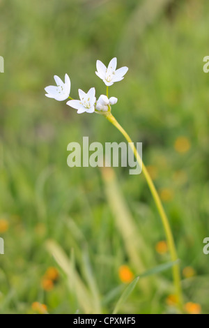 L'allium neapolitanum (Naples l'ail, l'ail de la Jonquille), fleur sauvage dans la péninsule d'Akamas, Chypre Banque D'Images