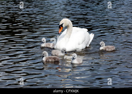 Cygne muet, Cygnus olor, femme avec de jeunes, Londres, mai 2012 Banque D'Images