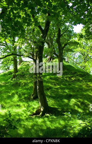 Chêne arbre woodland à Furness Fells dans Parc National de Lake District, Cumbria, Royaume-Uni Banque D'Images