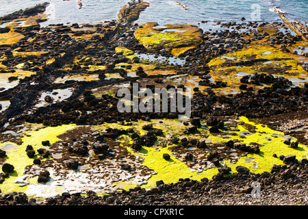 Les formations rocheuses et les mauvaises herbes de la mer à la baie de Liag à Cleadale sur l'île de Eigg, Ecosse, Royaume-Uni. Banque D'Images