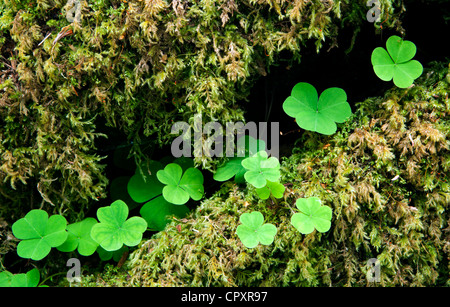 Bois Rouge Sorrel - Hoh Rainforest - Olympic National Park, près de Forks, Washington, USA Banque D'Images