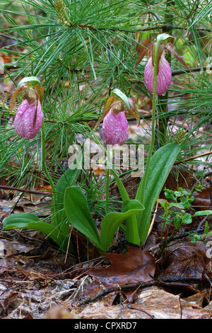 Pink Lady's Slipper Orchid Cypripedium acaule fleurs mocassin ou dans la forêt de Pin blanc Pinus strobus E USA Banque D'Images