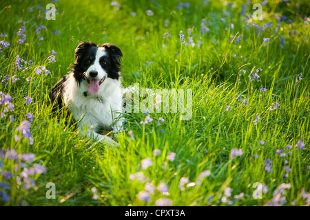 Un Border Collie dog in Bluebells woodland près de Ambleside, Lake District, UK. Banque D'Images