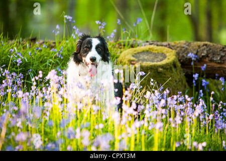 Un Border Collie dog in Bluebells woodland près de Ambleside, Lake District, UK. Banque D'Images