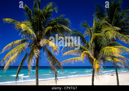 Cuba, La Habana Province, Playa del Este, plage et cocotiers arbres Banque D'Images