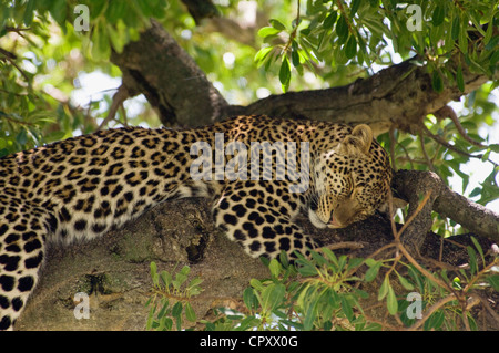 Arbre généalogique étendu dans Leopard, dormir Banque D'Images