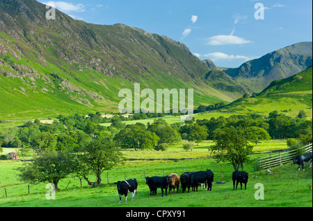 Le bétail de pâturage par Maiden Moor dans Cumbria Fells, Derwent montagnes près de Derwentwater en Parc National de Lake District, UK Banque D'Images