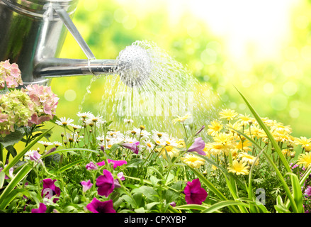 Travaux de jardinage- arrosage des fleurs dans un jardin. Banque D'Images