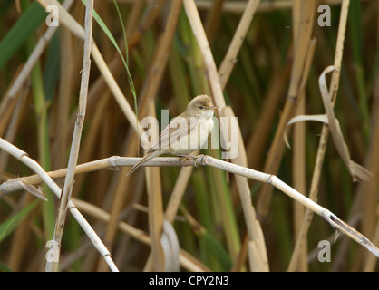 Rousserolle Effarvatte Acrocephalus scipaceus perché sur reed en bordure de la roselière Banque D'Images