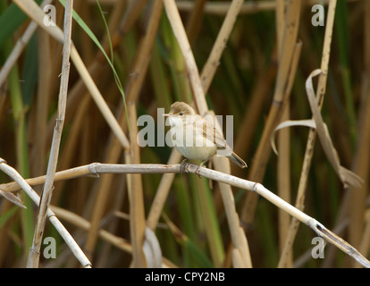 Rousserolle Effarvatte Acrocephalus scipaceus perché sur reed en bordure de la roselière Banque D'Images