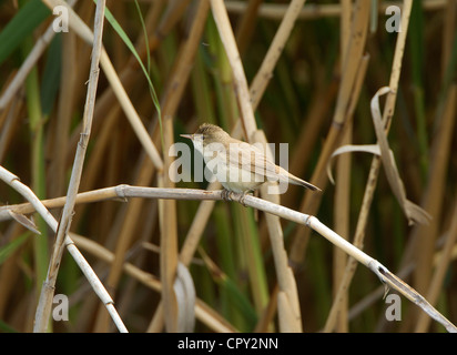 Rousserolle Effarvatte Acrocephalus scipaceus perché sur reed en bordure de la roselière Banque D'Images