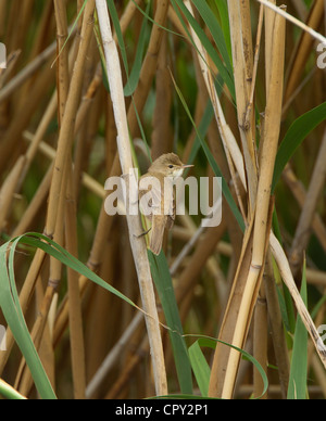 Rousserolle Effarvatte Acrocephalus scipaceus perché sur reed en bordure de la roselière Banque D'Images