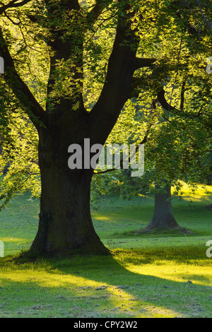 Les rétroéclairages soleil du soir en Baysgarth arbres Park, North Lincolnshire, au printemps Banque D'Images