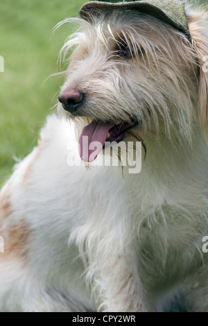 Chien de compagnie, la moitié moitié Vandeem Basset Hound Fox Banque D'Images