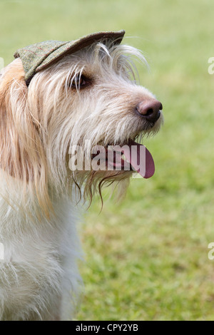 Chien de compagnie, la moitié moitié Vandeem Basset Hound Fox Banque D'Images