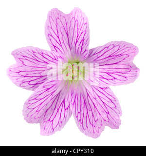 Druce Rose's Crane's-bill Wildflower isolé sur fond blanc. Banque D'Images