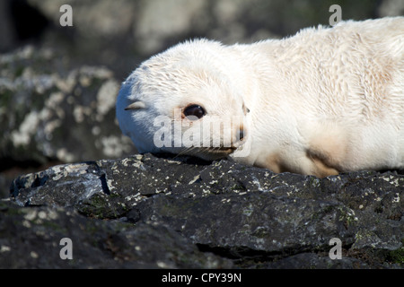 Or blond ou de bébés phoques à fourrure antarctique morph, Géorgie du Sud, Île Prion Banque D'Images