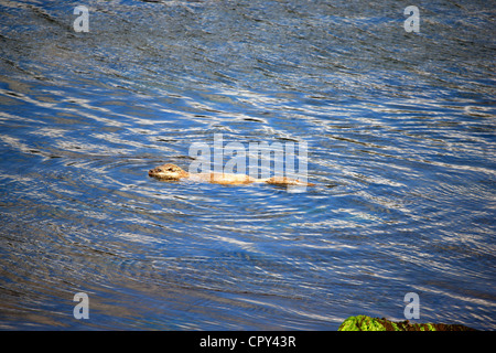 Otter nager dans la mer sur la côte ouest de l'Ecosse Banque D'Images