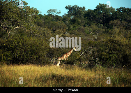 Girafe Giraffa camelopardalis pâturage dans Sabi Sand Game Reserve, Kruger National Park, Afrique du Sud. Banque D'Images