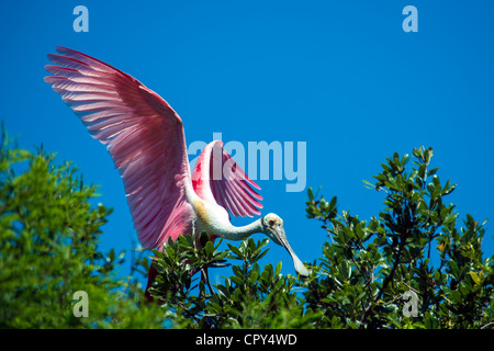 Roseate Spoonbill perché dans un arbre avec les ailes ouvertes Banque D'Images