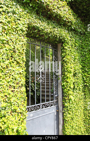 Une grille ou porte à une Villa italienne couvert de lierre Banque D'Images