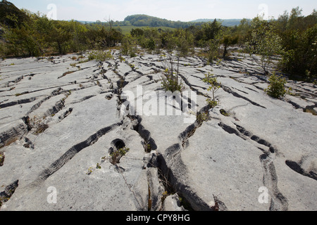 Les crevasses de pavages calcaires plantes abris, démarche Barrows national nature reserve, au Royaume-Uni. Banque D'Images