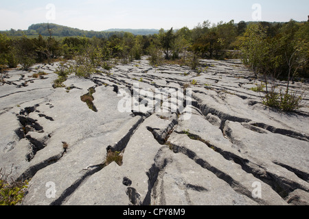 Les crevasses de pavages calcaires plantes abris, démarche Barrows national nature reserve, au Royaume-Uni. Banque D'Images