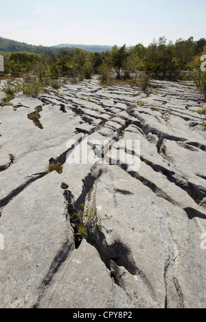 Les crevasses de pavages calcaires plantes abris, démarche Barrows national nature reserve, au Royaume-Uni. Banque D'Images