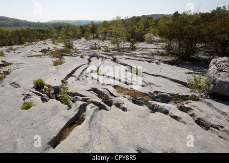 Les crevasses de pavages calcaires plantes abris, démarche Barrows national nature reserve, au Royaume-Uni. Banque D'Images