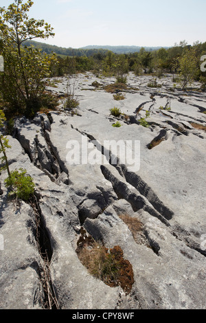 Les crevasses de pavages calcaires plantes abris, démarche Barrows national nature reserve, au Royaume-Uni. Banque D'Images