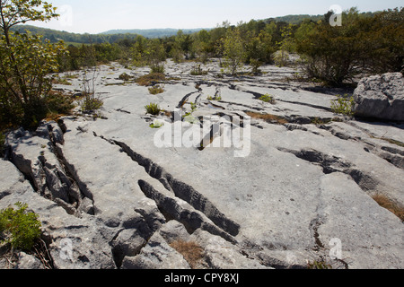 Les crevasses de pavages calcaires plantes abris, démarche Barrowsnational nature reserve, au Royaume-Uni. Banque D'Images