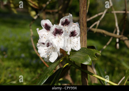 Noir et blanc fleurs rhododendrons Banque D'Images