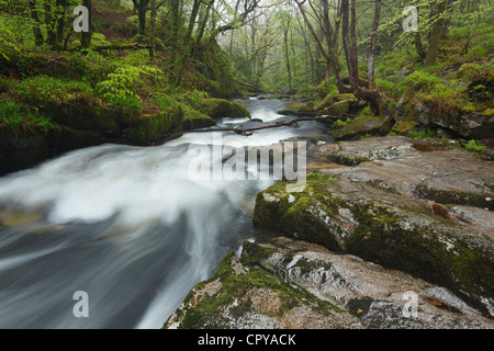 Golitha Falls, fleuve Fowey à. Cornwall. L'Angleterre. UK. Banque D'Images