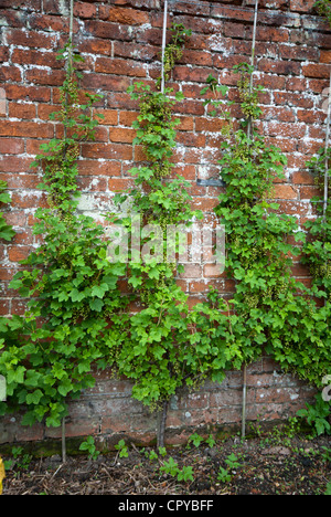 L'espalier fruits arbustes poussant dans un jardin clos pays Banque D'Images