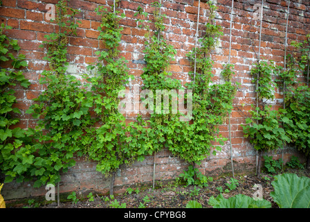 L'espalier fruits arbustes poussant dans un jardin clos pays Banque D'Images