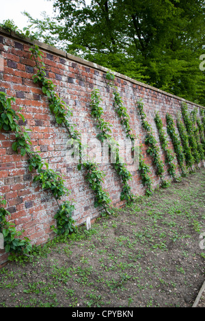 Apple Cordon arbre qui grandit dans un pays jardin clos Banque D'Images