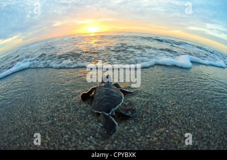 Voici une photo d'une tortue de mer verte hatchling tout juste de sortir de son nid dans la matinée et dirigée vers la mer. Banque D'Images