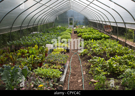 Les légumes poussent dans un cerceau chambre à D-Town Farm, une ferme urbaine de Detroit dans le parc de la Rouge. Banque D'Images