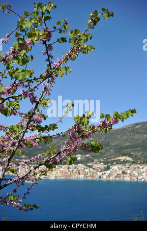 Cercis siliquastrum arbre de Judée ( ). Vue de Vathy, la ville de Samos, l'île de Samos, en Grèce. - Banque D'Images