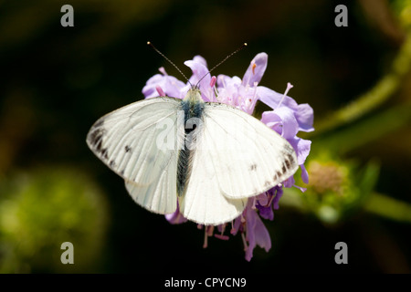 Petit papillon blanc du chou, Pieris brassicae, la collecte de nectar de fleur de jardin, UK Banque D'Images