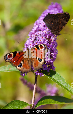 Peacock Inachis io, papillons, se nourrissant de nectar de Buddleia Davidii, Buddleja davidii, dans un jardin anglais, UK Banque D'Images