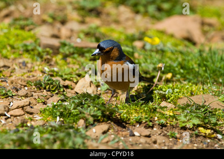 Un mâle (Fringilla coelebs Chaffinch) rss dans un jardin Banque D'Images
